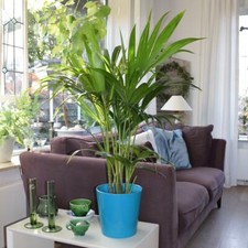 Kentia Palme - Howea forsteriana verschiedene Größen 60-200 cm - Zimmerpflanze