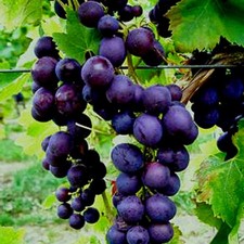 Traube blau Nero pilzresistent