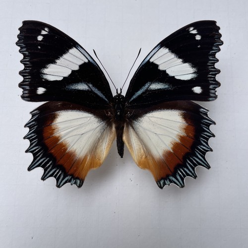Entomologie hypolimnas - entomologie, *hypolimnas