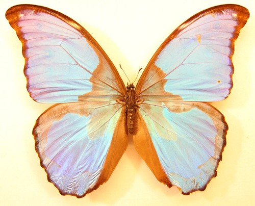 Morpho didius