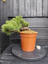Bonsai Mädchenkiefer-Pinus