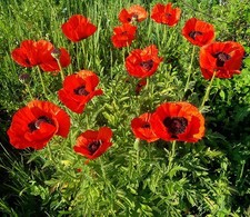 Türkischer riesenmohn - türkischer,