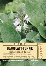 Hosta sieboldiana,Funkie im