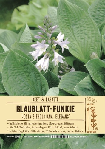 Hosta sieboldiana funkie - hosta, im