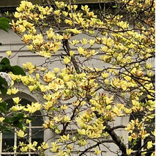 Magnolia brooklynensis Yellow