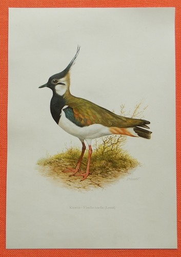 Kiebitz vanellus - vanellus,