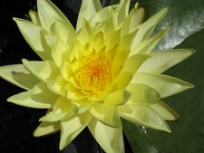 Seerose Nymphaea Joey Tomocik