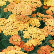 Schafgarbe Knolle Blumen