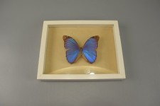 Morpho Menelaus / Franz