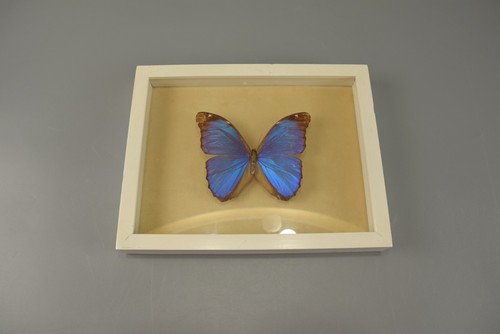 Morpho menelaus franz - /,