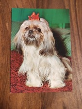 Alte Hundepostkarte ? SHIH TZU ? AK HUND