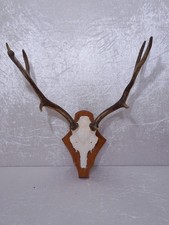 Hirsch Geweih Gehörn auf