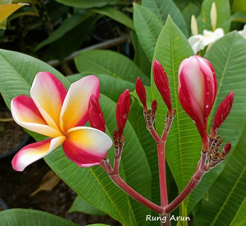 Frangipani plumeria rung - frangipani, -rung