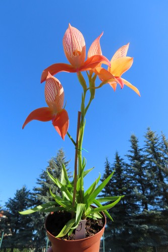 Kap orchidee disa uniflora - kap,