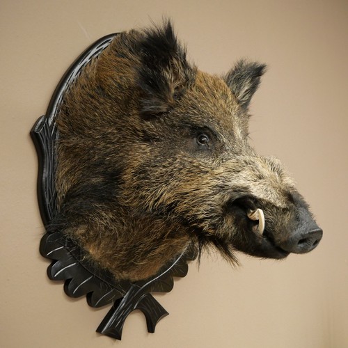 Wildschwein europäisches - wildschwein,