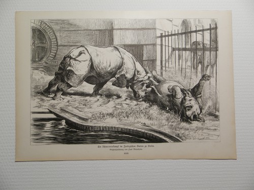 Rhinozeros kampf - rhinozeros, im