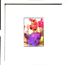 KLAUS FUßMANN  Mohn, Iris