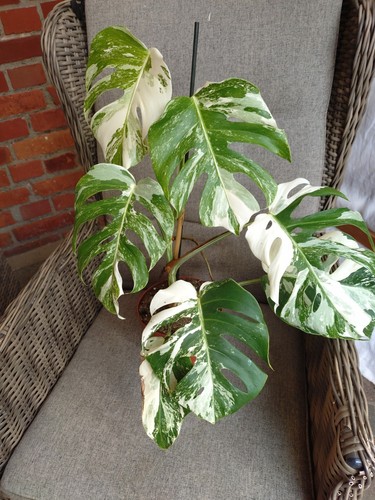 Monstera deliciosa variegata - monstera,