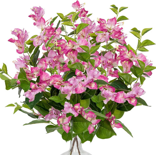 Stk bougainvillea - 2,