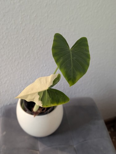 Alocasia macrorrhiza variegata - macrorrhiza,