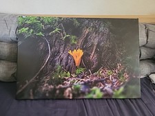 Bild Leinwand Pilze Wald Natur Licht Moos Baum Schwarzwald Druck Photografie