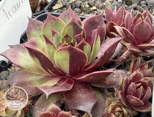 Sempervivum oli traum - sempervivum, oli's