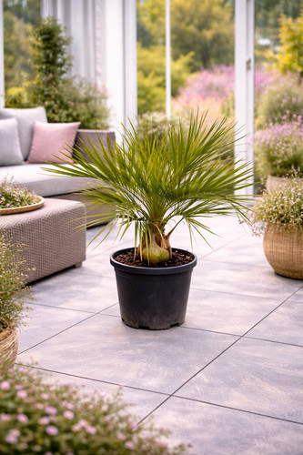 Geleepalme butia capitata - geleepalme,