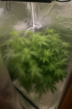 Hydroponik-System für