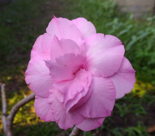 Wüstenrose adenium obesum - wüstenrose,