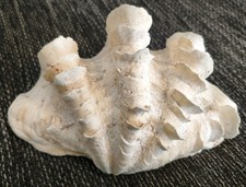 Tridacna squamosa –