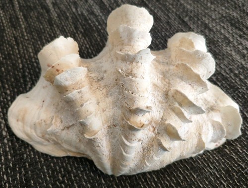 Tridacna squamosa - , –