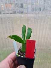 Schlumbergera Hybride "