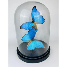 Echte Morpho Didius
