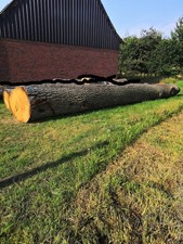 Eichenstamm groß, 9.30 m lang, unten 1.14 m Durchmesser
