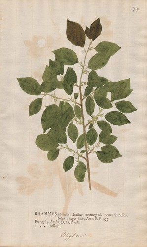 Buckthorn kreuzdorn botanik - buckthorn,