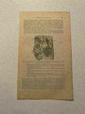 KP201) Lower Cord Brachial