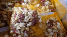Steckzwiebeln 250g Mix –