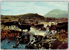 39340070 - Jokkmokk Rentiere Herde Schweden