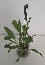 Orchidee, Dracula Ingrid