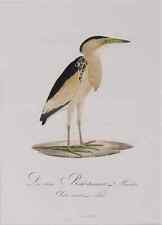 Rohrdommel, Johann Conrad