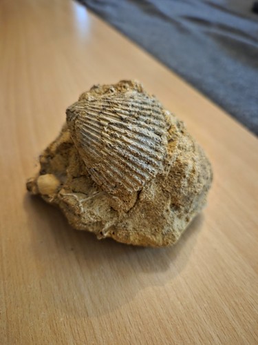 Fossil auf einem stein eine - auf,