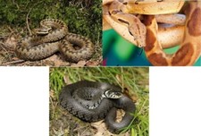 3D Ansichtskarte Schlange Postkarte Wackelkarte Hologrammkarte Bild Schlangen