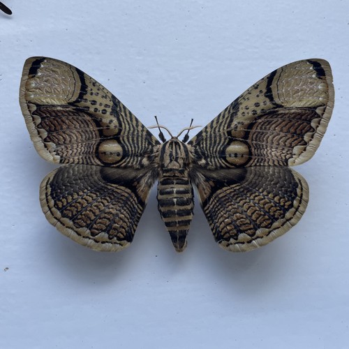 Entomologie*Brahmaea