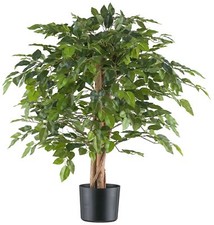 Ficus Benjamina, 85cm grün