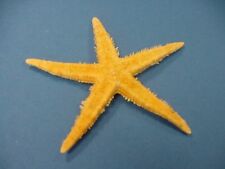 10er Set Seestern maritime Deko Archaster angulatus echte Seesterne ca. 7-11cm 