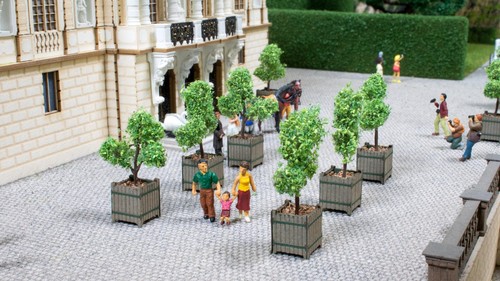 Zierbäume kübeln noch - in,