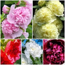 Stockrose - gefüllte Prachtmischung in vielen Farben - Malven Alcea Blumen Samen