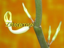 Ceropegia dichotoma   große Pflanze bewurzelt