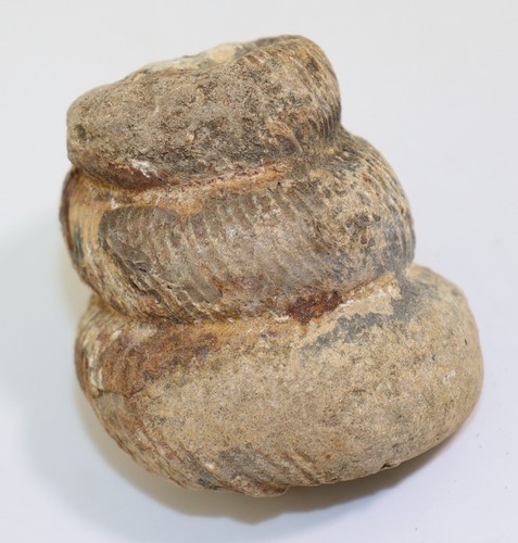 Ammonit eubostrychoceras - ammonit,,