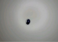 Samsung Galaxy Buds Live